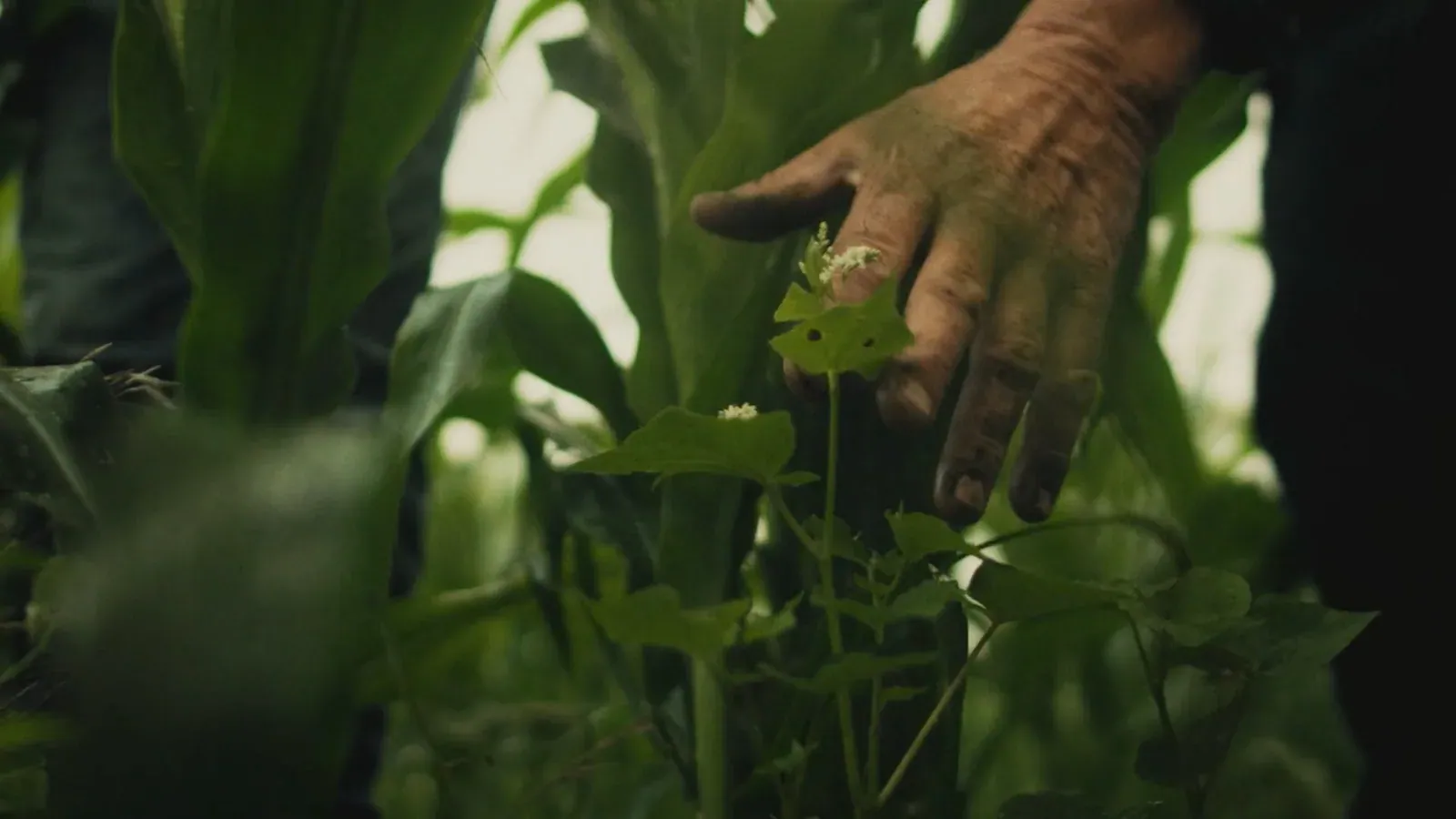 Farmer's Footprint: Official Farmer's Footprint channel banner, a film still of a farmer's soil-stained hand among corn and flowering cover plants.