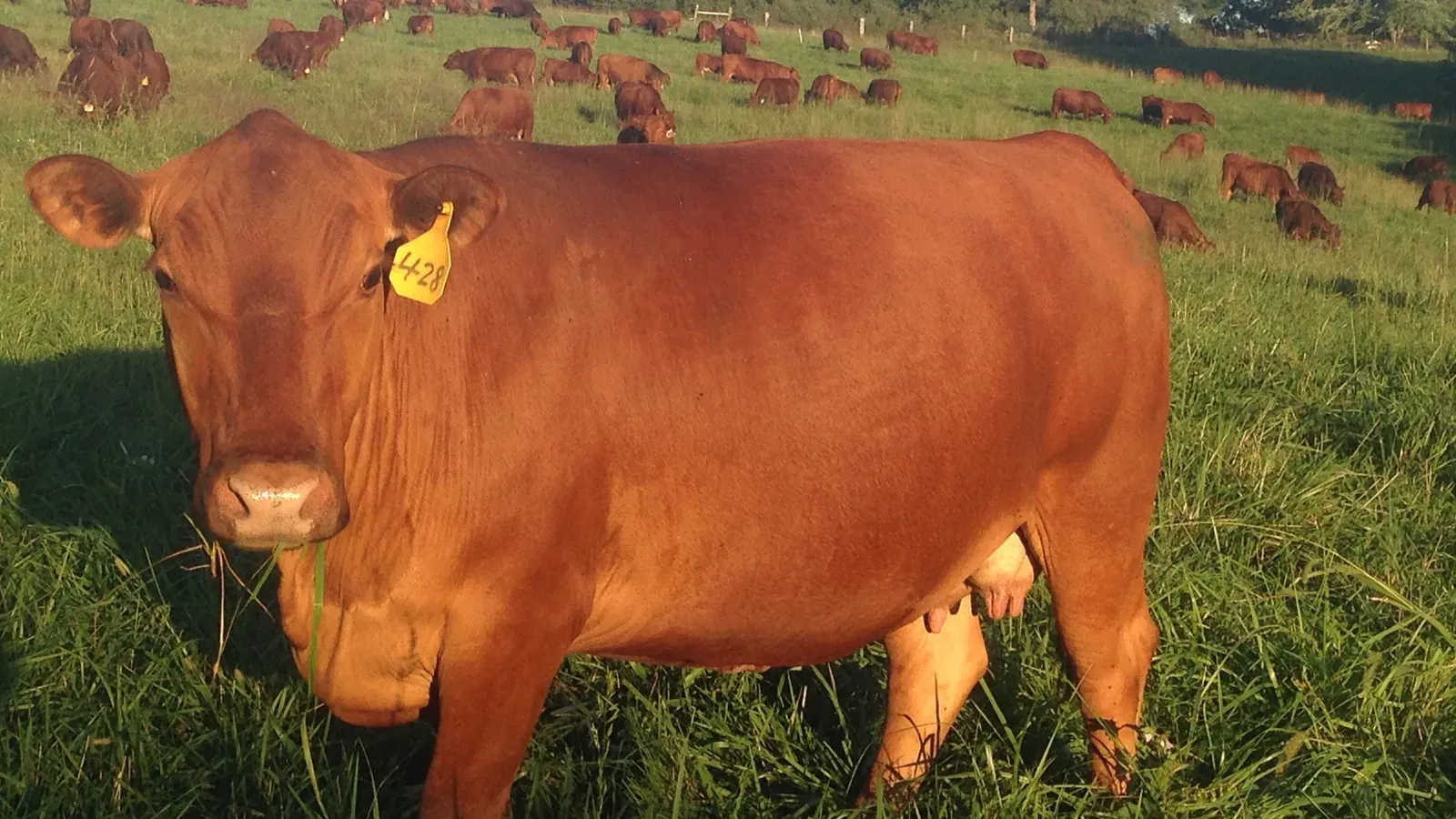 Greg Judy Regenerative Rancher: Official channel banner: a red ear-tagged cow facing the camera in tall grass with the grazing herd behind.