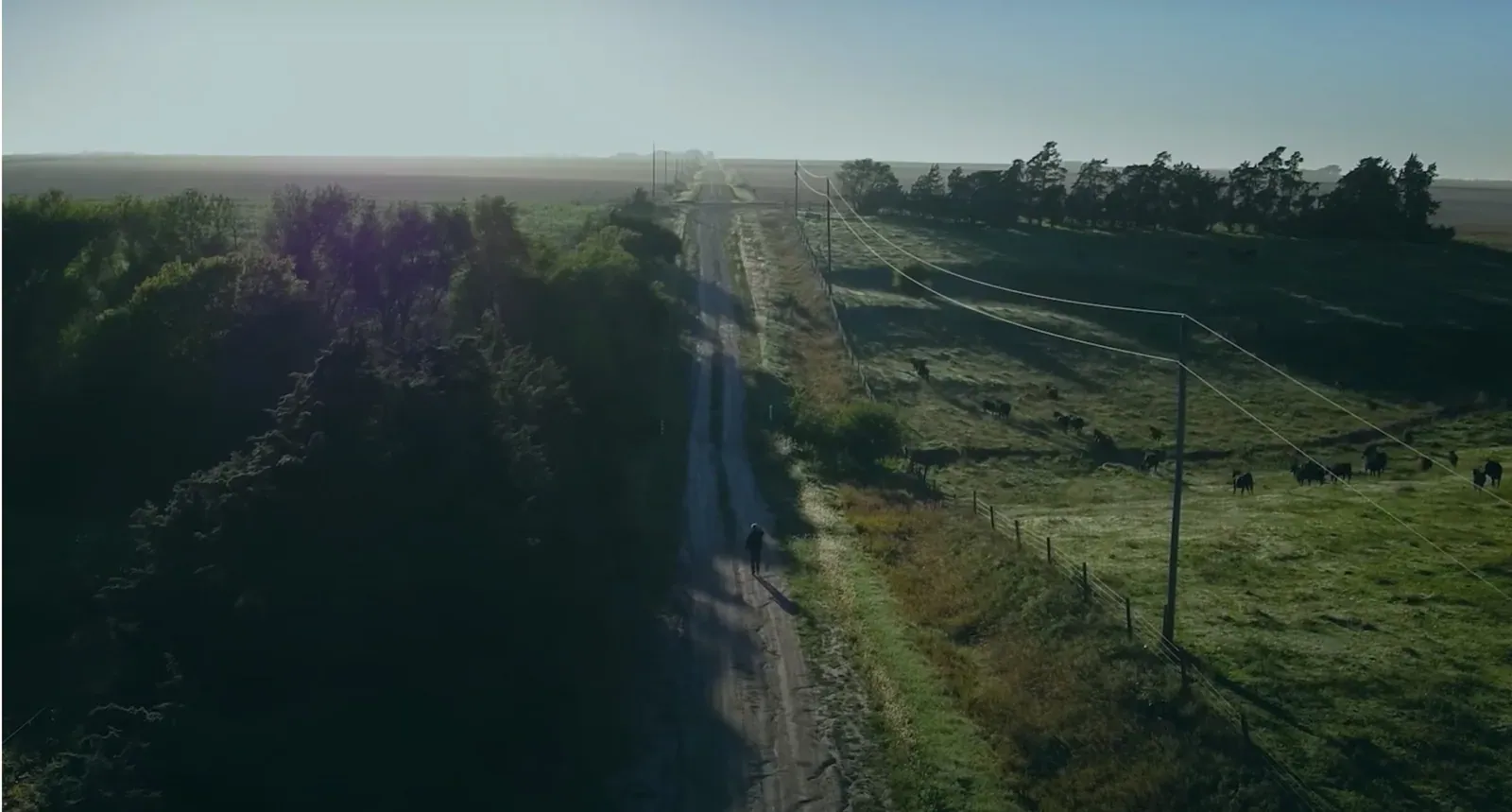 Living Soil: Still from the Living Soil documentary: aerial view of a person walking down a gravel road between trees and a cattle pasture at dawn, from the film page of the Soil Health Institute.