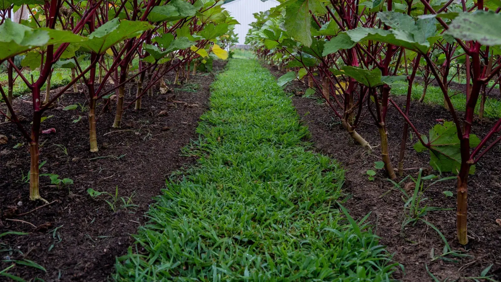 No-Till Growers: Two rows of okra in mulched no-till beds with a living grass pathway between them and a white farm building behind (gallery on the No-Till Growers website).
