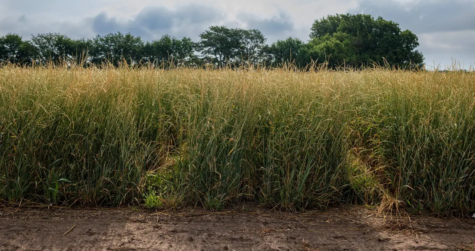 The Land Institute: A dense stand of Kernza intermediate wheatgrass, the perennial grain developed by The Land Institute, along a bare-soil edge (alt text: Kernza, a perennial cereal grain).