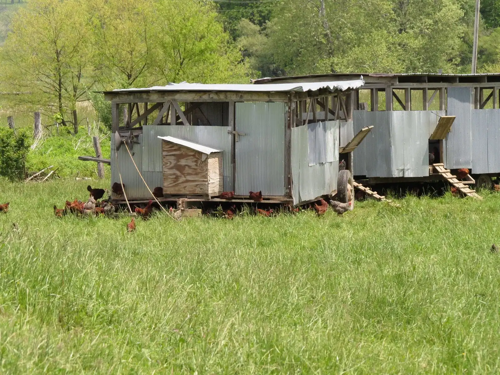 The Lunatic Farmer: A mobile laying-hen house (eggmobile) with hens on pasture at Polyface Farm (file name PolyfaceFarm), from the photo gallery on The Lunatic Farmer homepage.