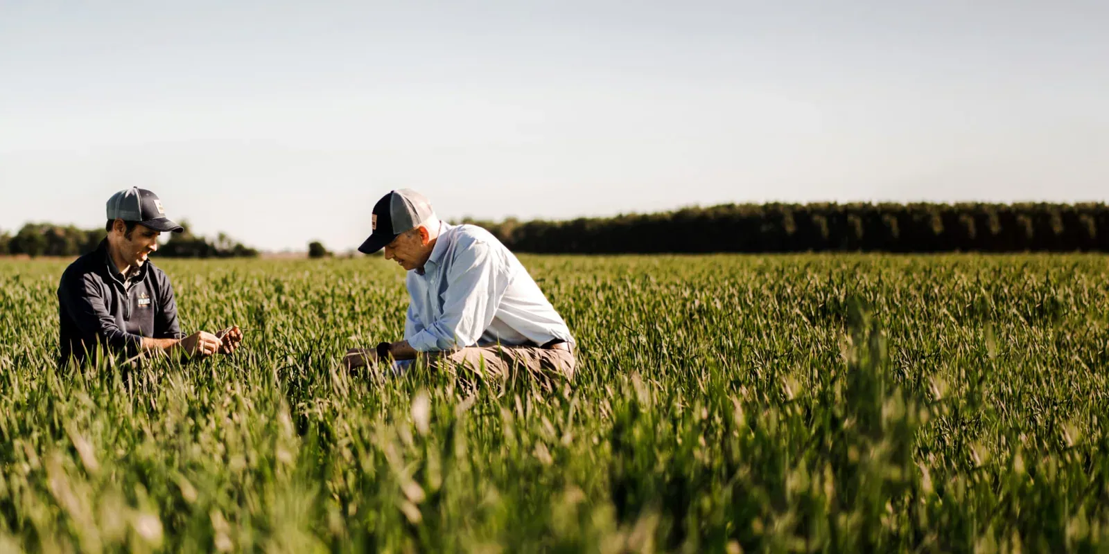 Albert Lea Seed: Two men kneel in a green oat field inspecting the crop, from Albert Lea Seed's own small-grains photography.