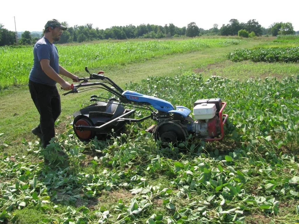 Earth Tools: A man walks behind a BCS two-wheel tractor fitted with the Earth Tools crimper-roller on steel wheels, flattening a cover crop.