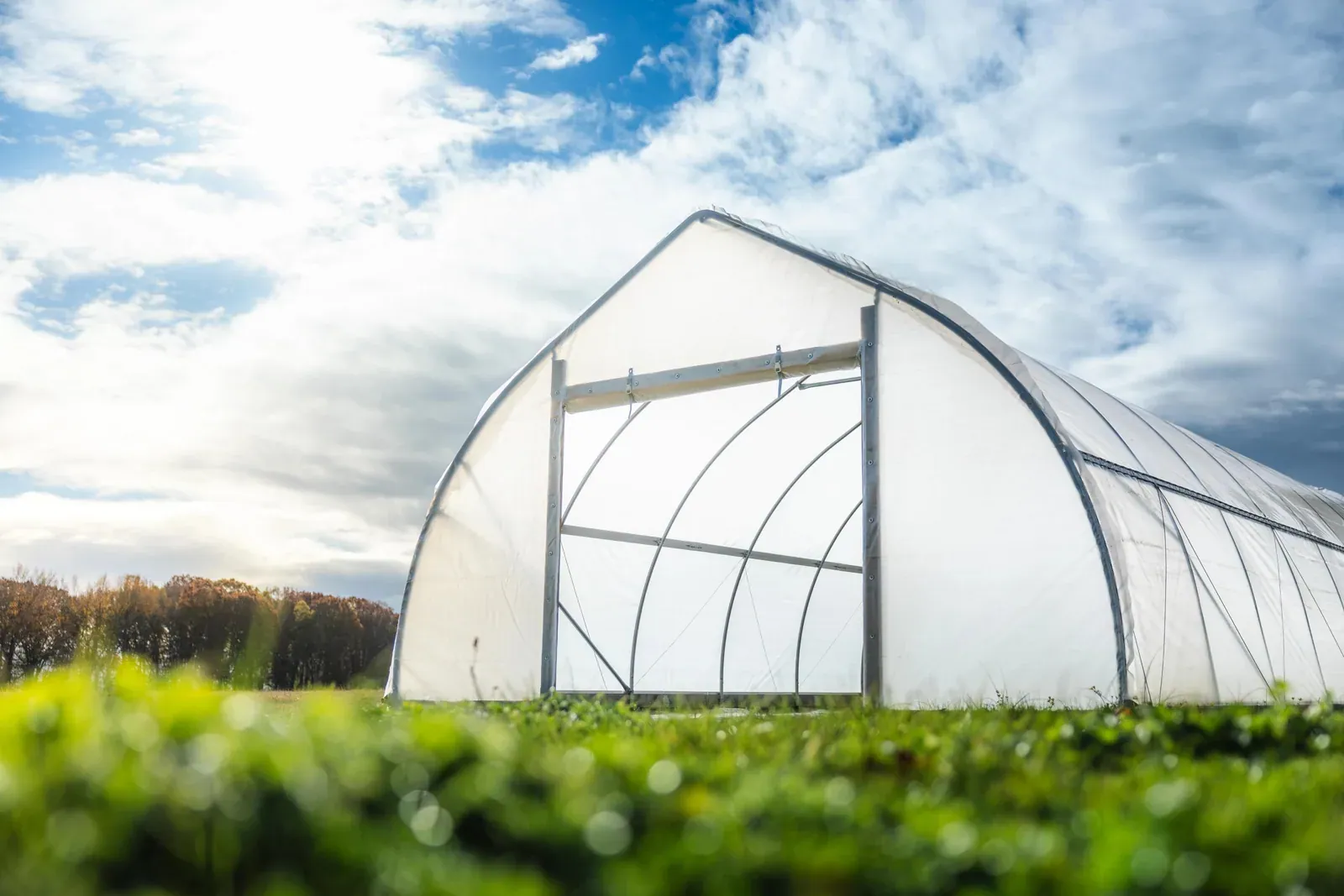 Farmers Friend: A Farmers Friend high tunnel with its new end wall and door frame, seen from low behind green plants under a bright cloudy sky.