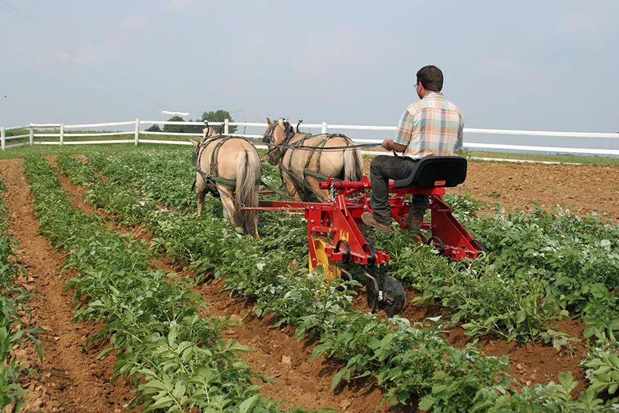 I & J Manufacturing: A farmer drives a team of draft horses pulling a red I & J riding cultivator between potato rows.