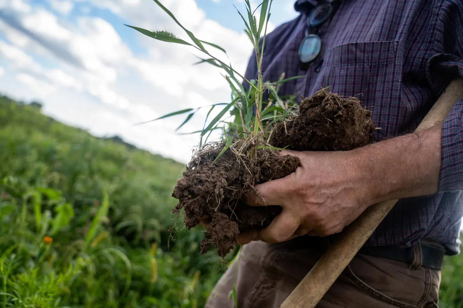 Mad Agriculture: A farmer holds a dug clod of soil and roots with a spade in a green cover crop field, from the Mad Agriculture farm and ranch consulting page.