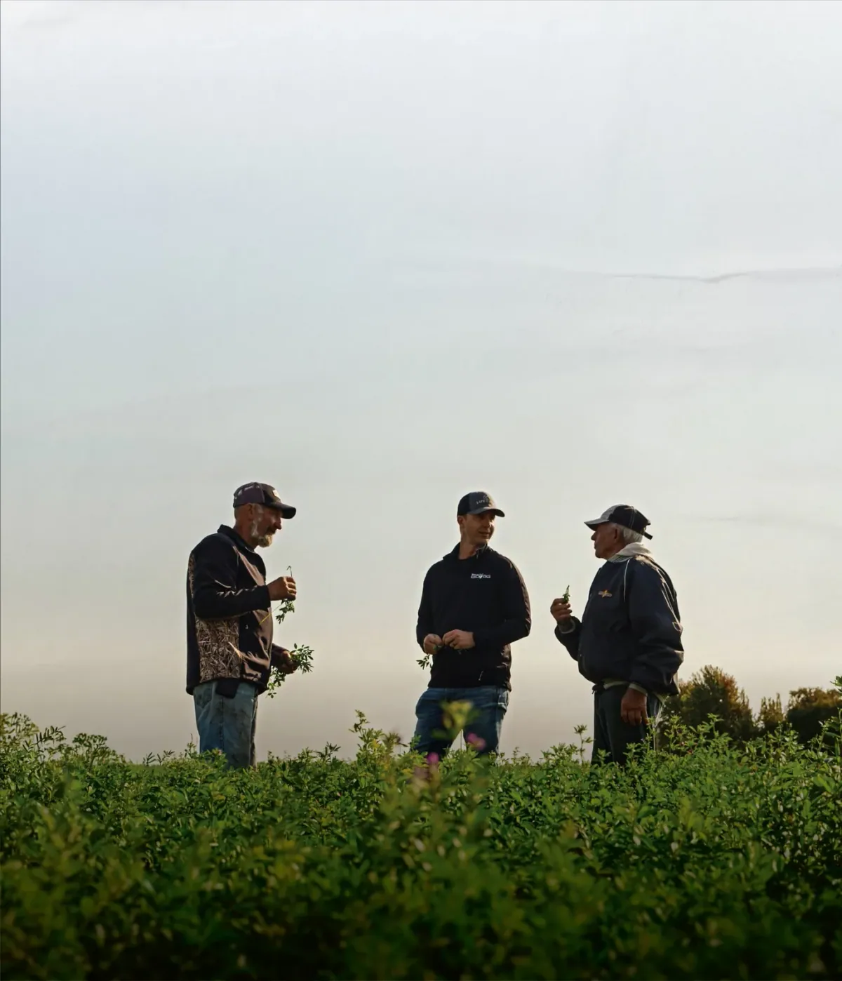 Midwestern BioAg: A Midwestern BioAg agronomist in a BioAg shirt talking with two farmers in an alfalfa field at dusk, each holding alfalfa stems.