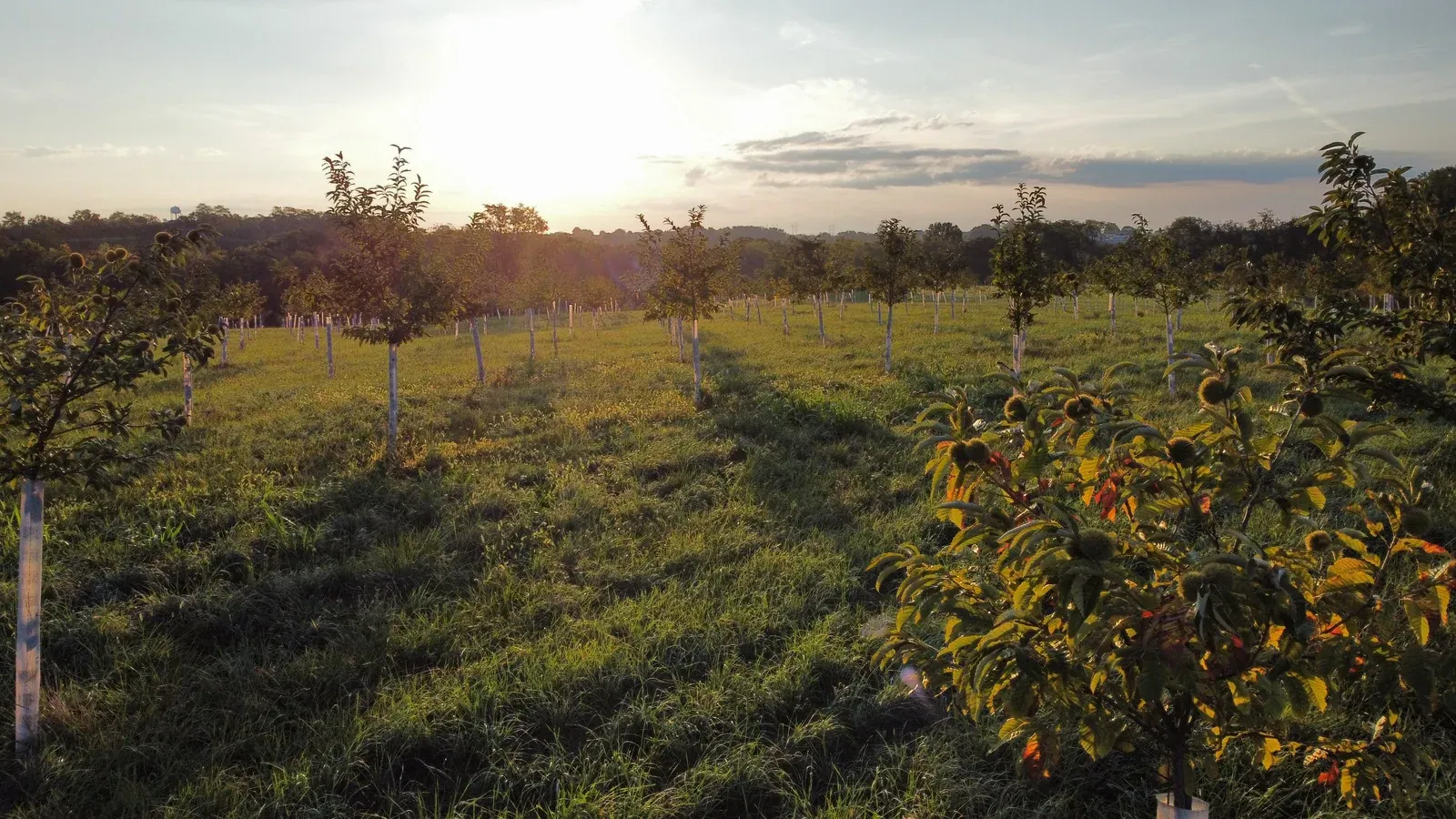 Propagate: Low drone view of a young tree-crop planting in pasture, rows of tubed nut trees in grass at sunrise.