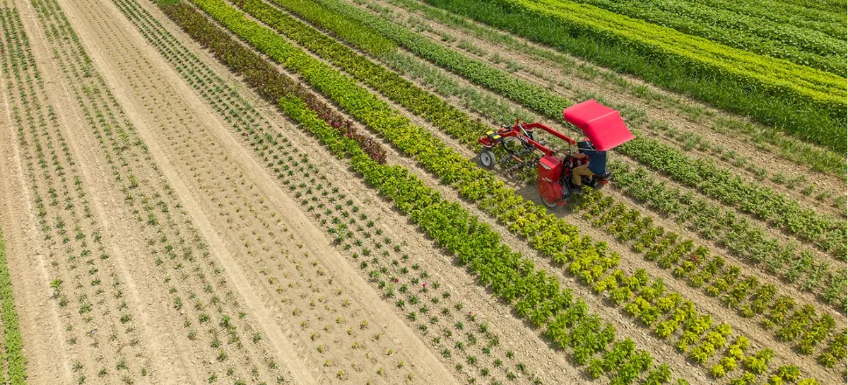 Tilmor: Drone view of a red Tilmor Super E electric tool carrier with canopy cultivating between rows of mixed vegetables.