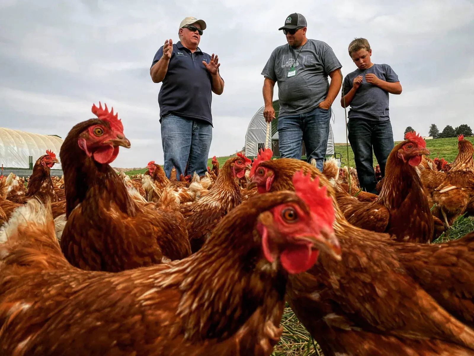 Understanding Ag: An Understanding Ag consultant in a branded polo talks with a farmer and his son among pastured laying hens next to mobile hen houses.