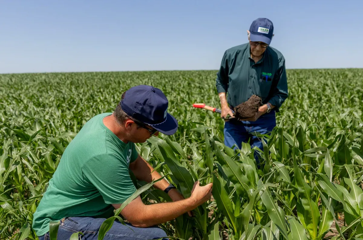 Two men in Ward Laboratories caps and shirts take and inspect a soil core in a young corn field.