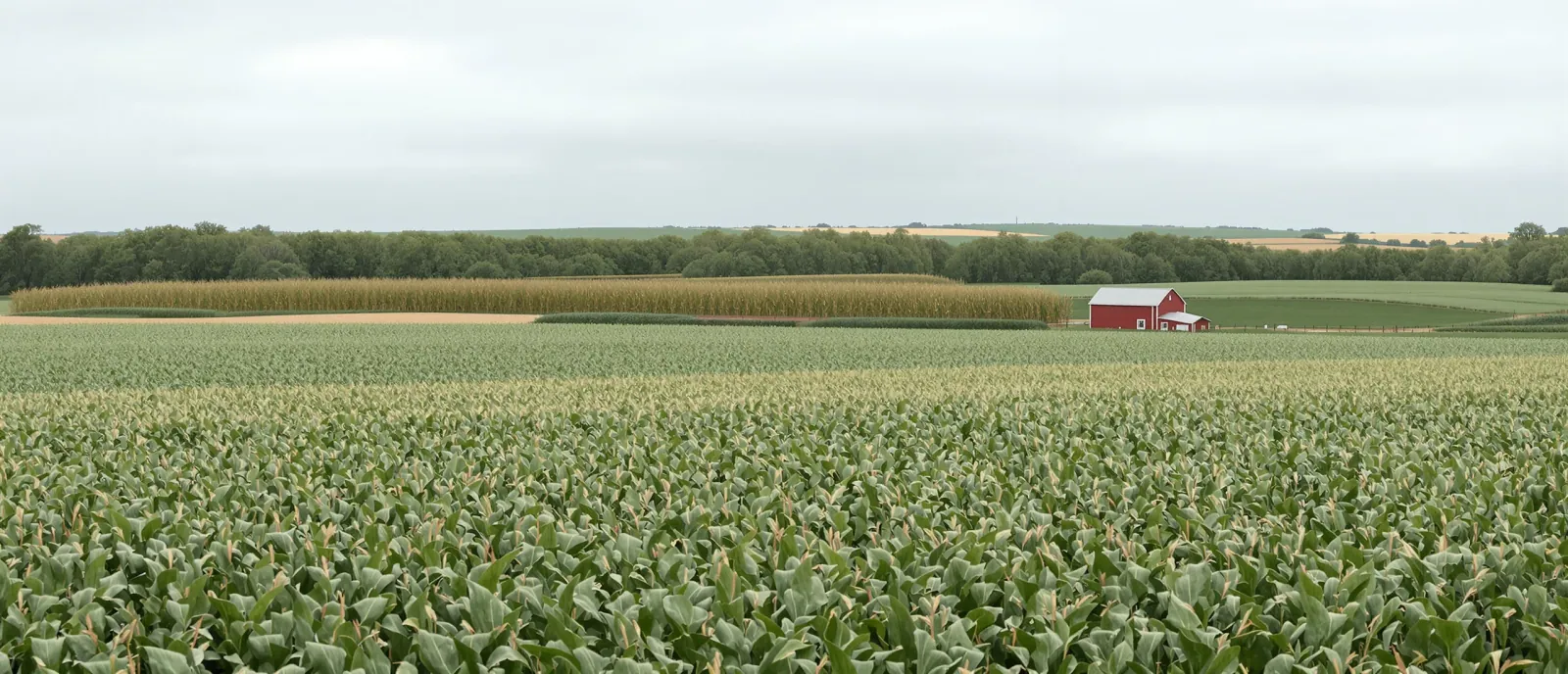 A wide view of a Midwest farm at midday with a green cover-cropped field in the foreground and a red barn in the distance.
