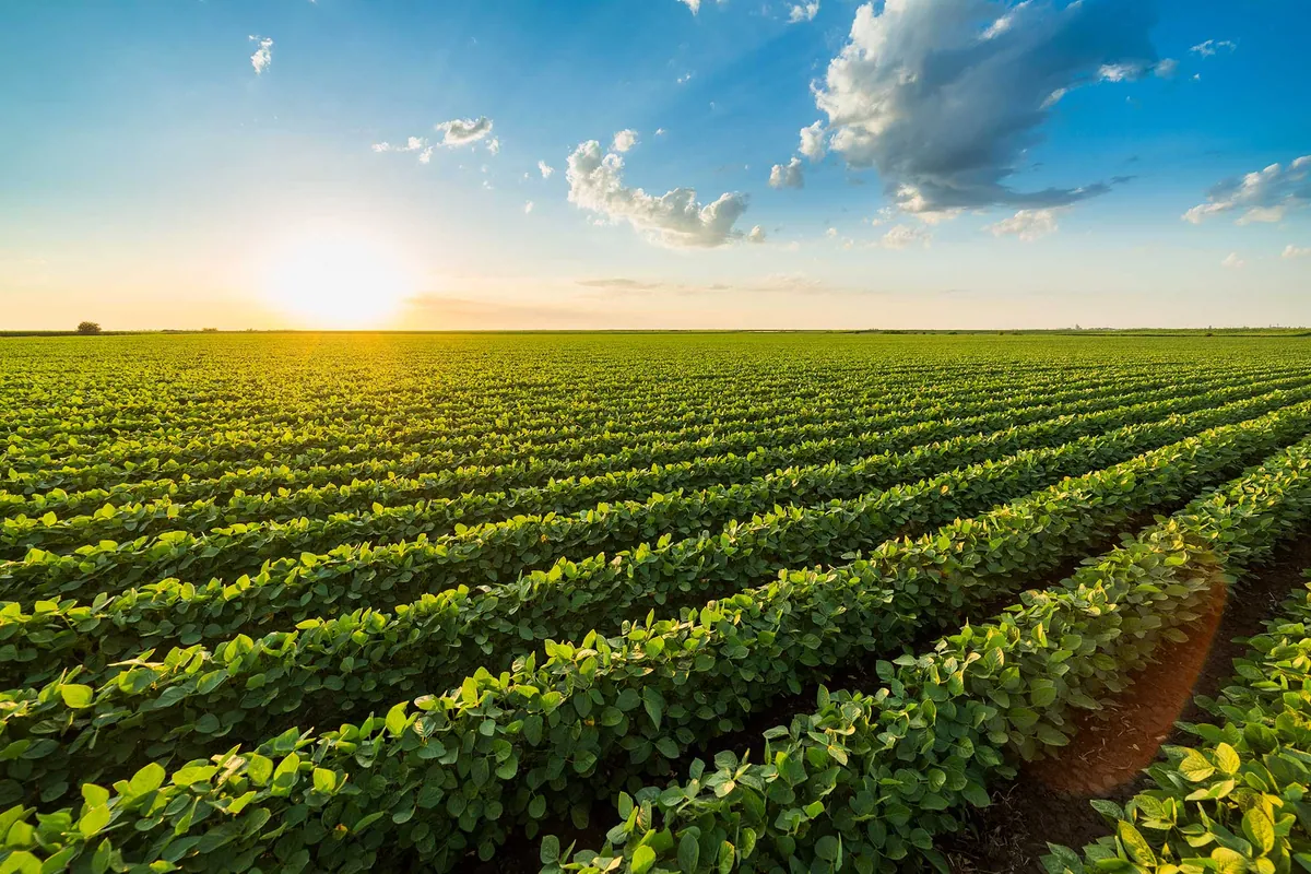The Dangers of Monocropping