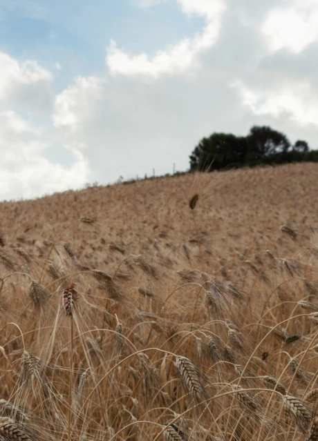 Healing our Soil, Our Planet – and Ourselves