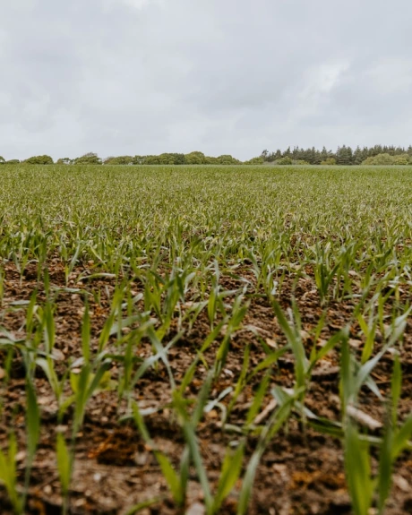 What is Soil?