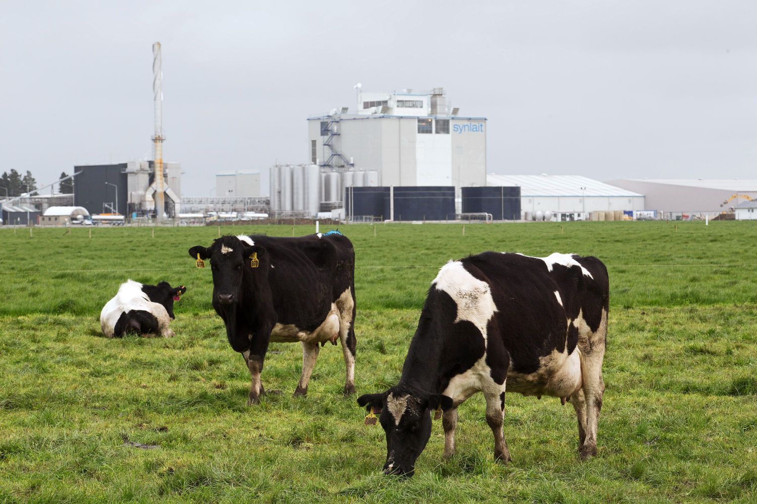 how-beef-production-affects-the-air-blog-ashfount-investments