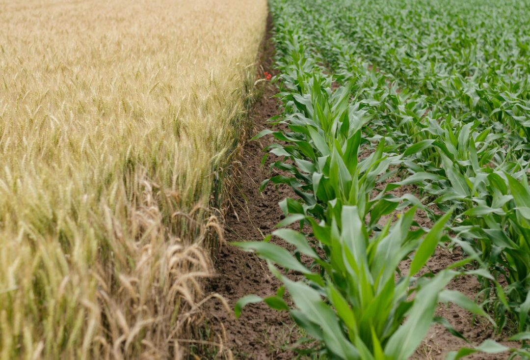 The Dangers of Monocropping - Local Agriculture - Ashfount Investments